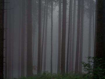 neblig hier
