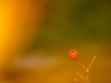 Herbst I