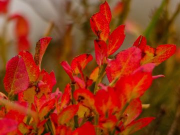 Herbst II