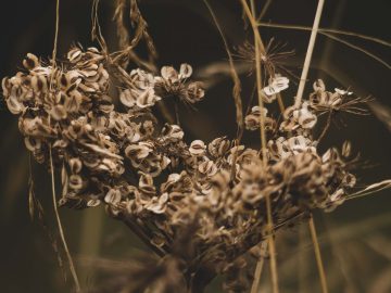 Herbst III