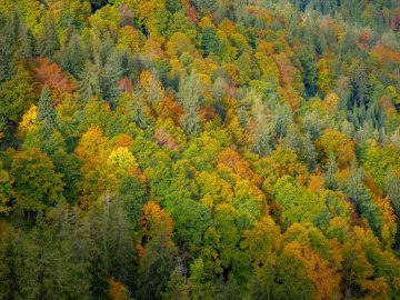 Herbst
