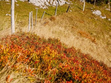 herbstlich I