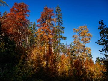 herbstlich II