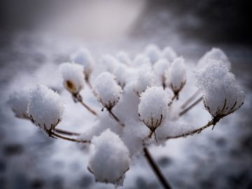 Schneeblume