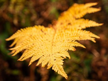 herbstlicher Farn