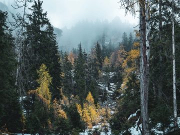 erst im Nebel