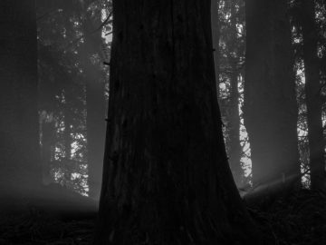 Gegenlicht