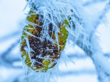 frozen II