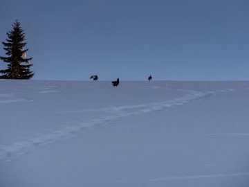 Chickenrun
