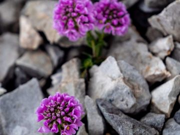 Überlebenskünstler