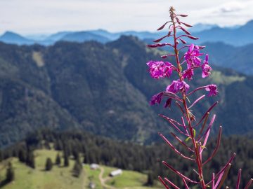 Tiefblick zur Bischofsfelln Alm
