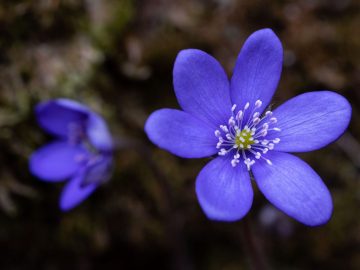Leberblümchen