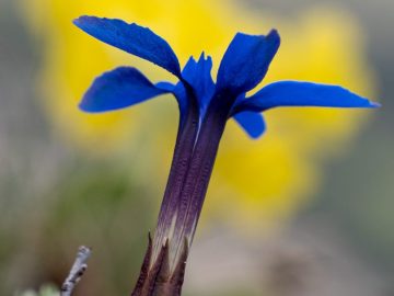 aa fesch