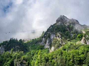 Dschungel