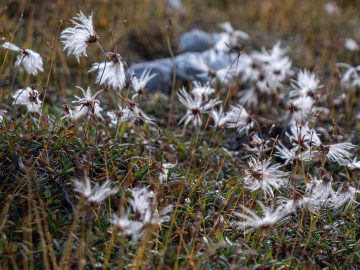 flauschig