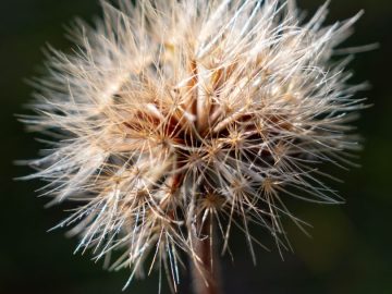 auch flauschig