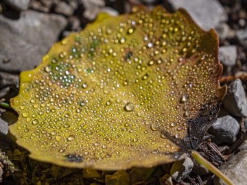 Herbst?