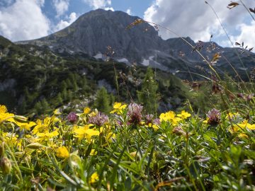 Fritzer im Frühling