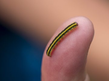 Erbseneule?