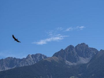 Tiroler Adler :-)