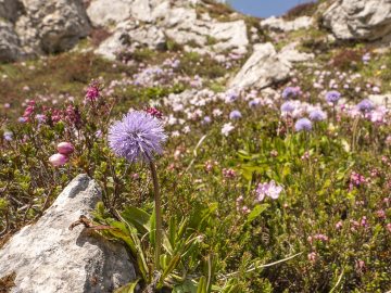 Bergfrühling
