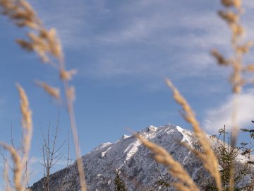 Fellnblick