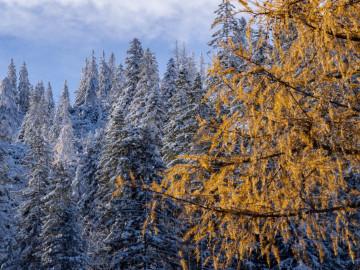 Winter vs. Herbst